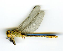 Ophiogomphus severus