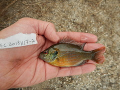 Lepomis miniatus