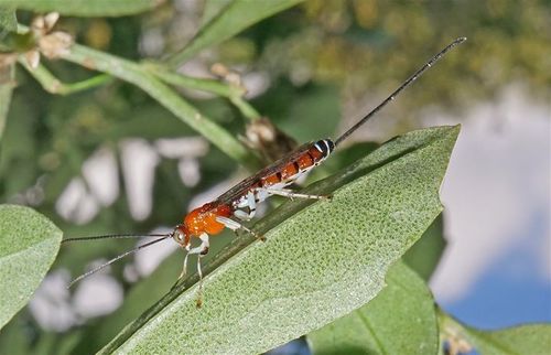 Calliephialtes ferrugineus · iNaturalist Mexico