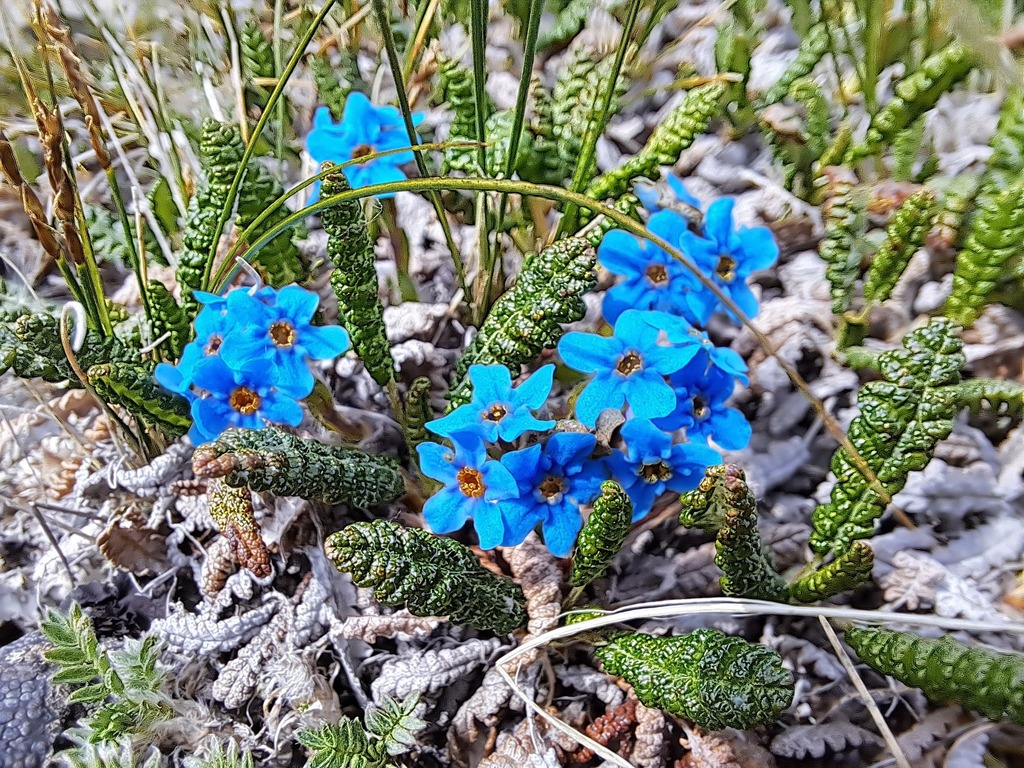 Eritrichium boreale