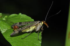 Panorpa cognata