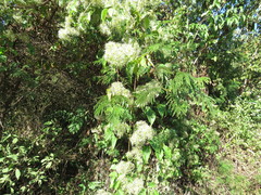 Clematis acapulcensis