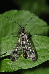 Panorpa cognata