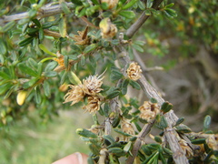 Olearia solandri