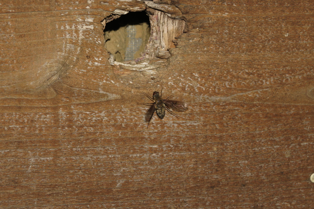 Charcoal Bee Flies in June 2023 by David A. Harrison · iNaturalist