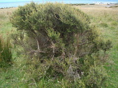 Olearia solandri