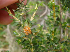 Olearia solandri