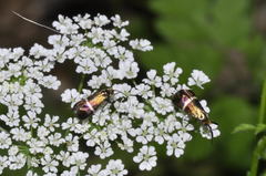 Adela australis