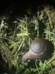 Helminthoglypta umbilicata