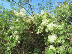 Clematis acapulcensis