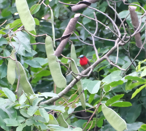 Crimson Sunbird (Aethopyga siparaja), photo 1