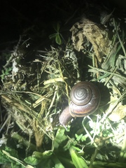Helminthoglypta umbilicata