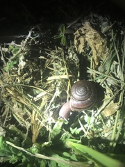 Helminthoglypta umbilicata