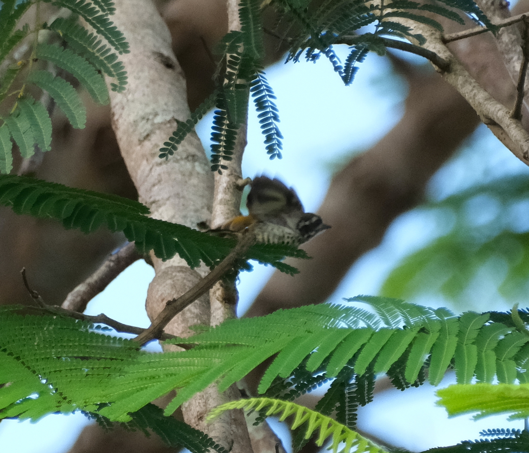 Speckled Piculet