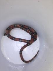 Lampropeltis abnorma