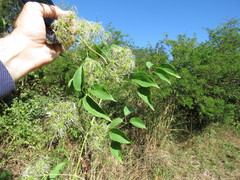 Clematis acapulcensis