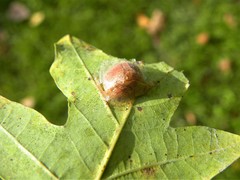 Apoda limacodes