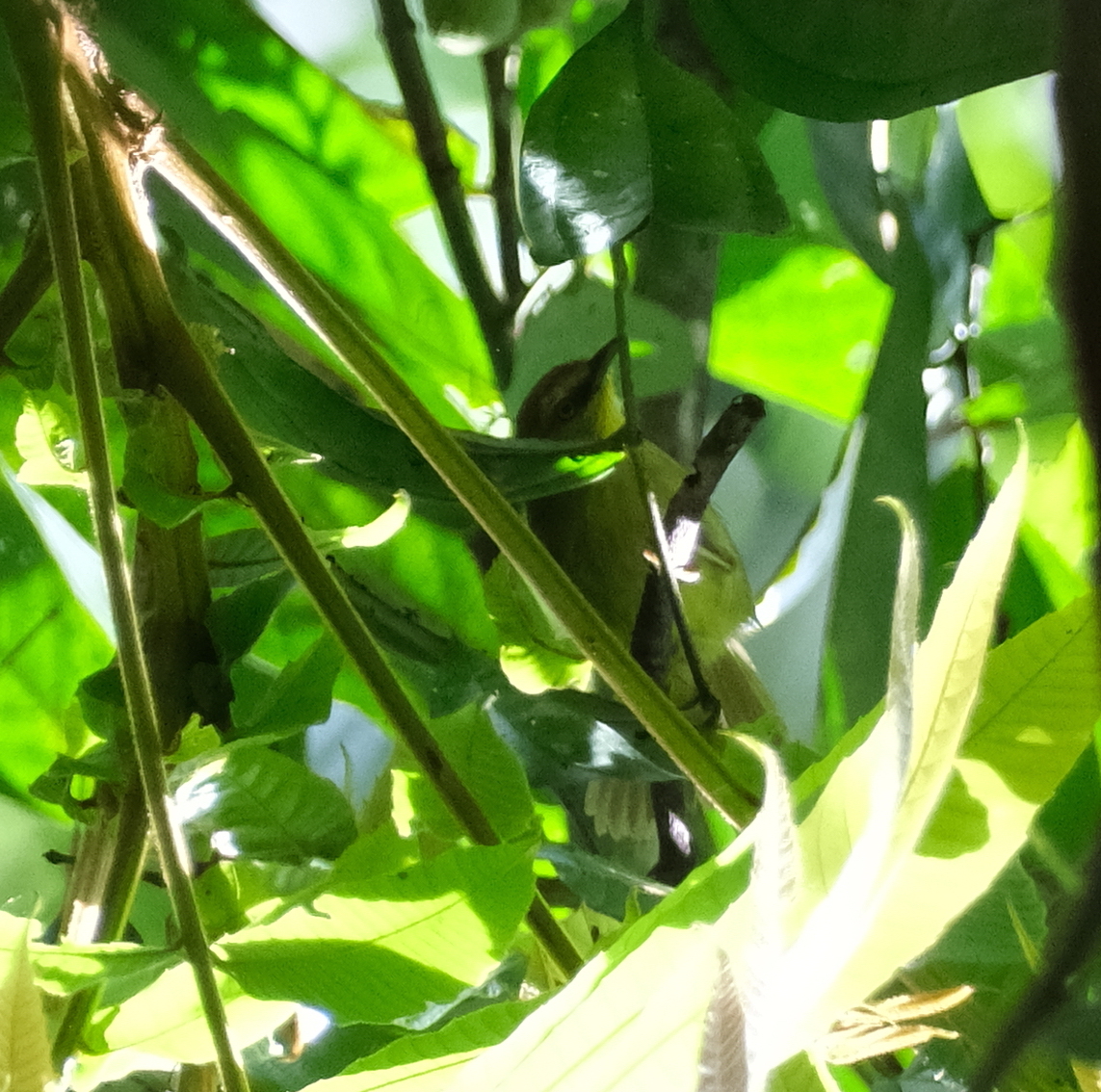 Pin-striped Tit-Babbler
