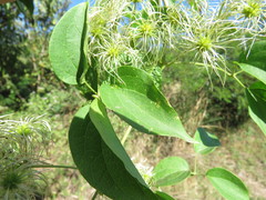 Clematis acapulcensis