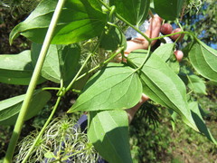 Clematis acapulcensis