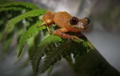 Pristimantis cryptopictus