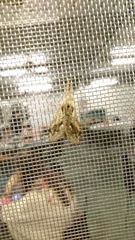 Dasychira suisharyonis