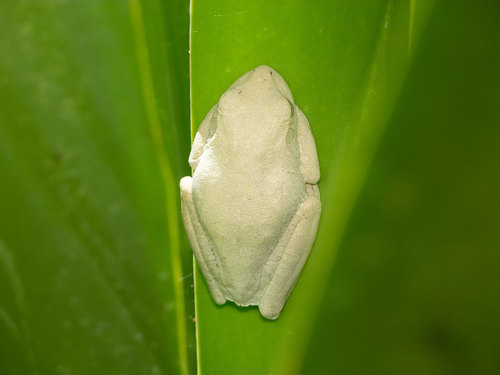 Boana platanera