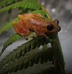 Pristimantis cryptopictus