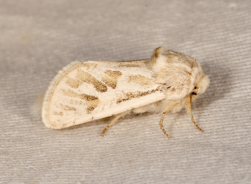 Comadia henrici