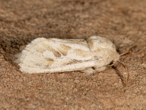 Comadia henrici photo 4