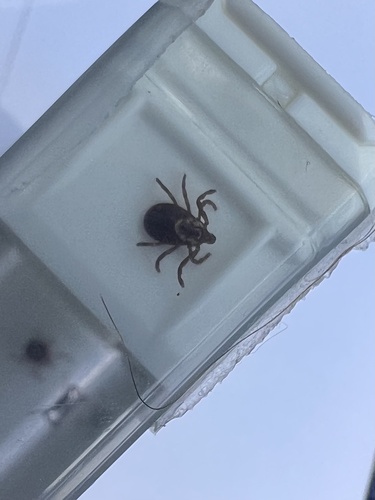 Photo of American Dog Tick
