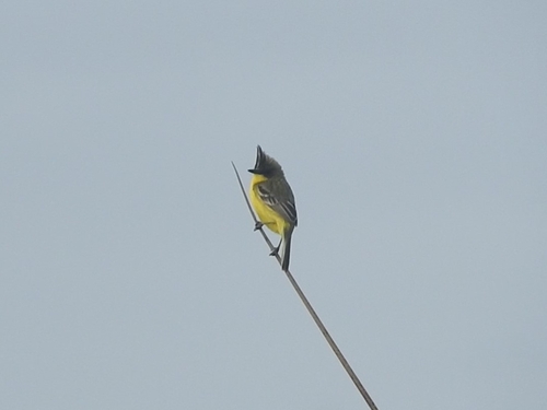 Crested Doradito