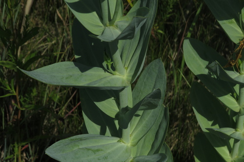 catchfly prairie gentian