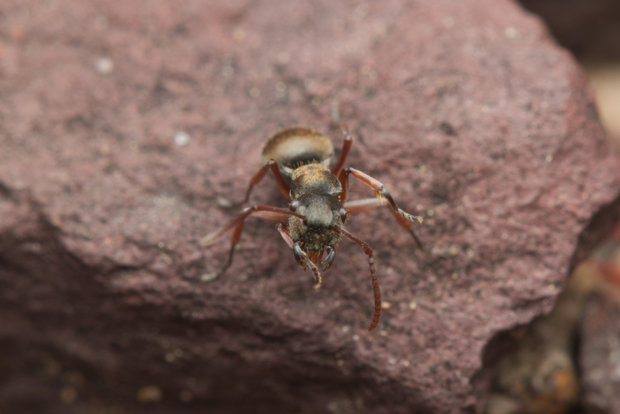 Polyrhachis cyrus
