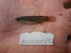 Fundulus chrysotus