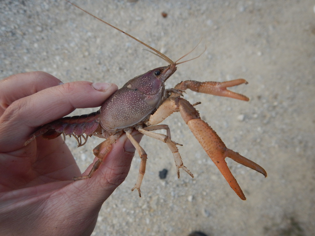flatland crayfish