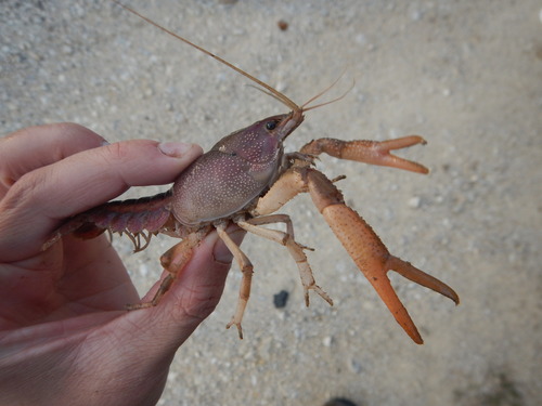 flatland crayfish