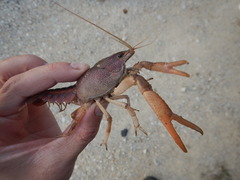 Procambarus parvus