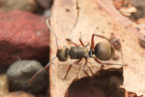 Polyrhachis cyrusPolyrhachis cyrus