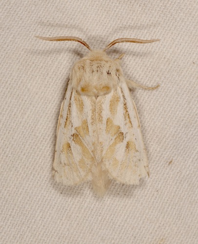 Comadia henrici photo 3