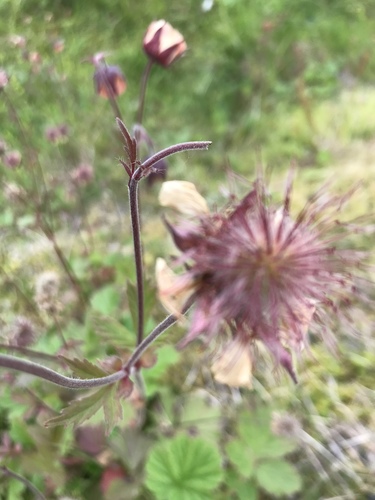 Kuklík potočný (Geum rivale)