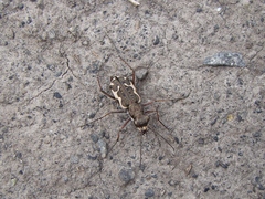 Neocicindela tuberculata