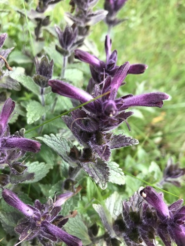 bartsia alpínska (Bartsia alpina)