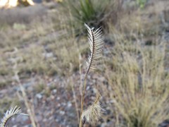 Bouteloua ramosa
