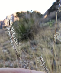 Bouteloua ramosa