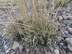 Bouteloua ramosa