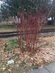 Cornus sericea