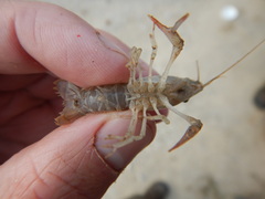 Procambarus parvus