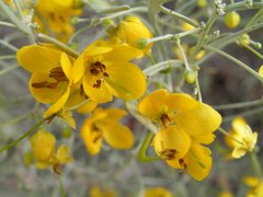 Senna phyllodinea
