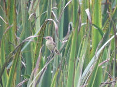 Pseudocolopteryx flaviventris